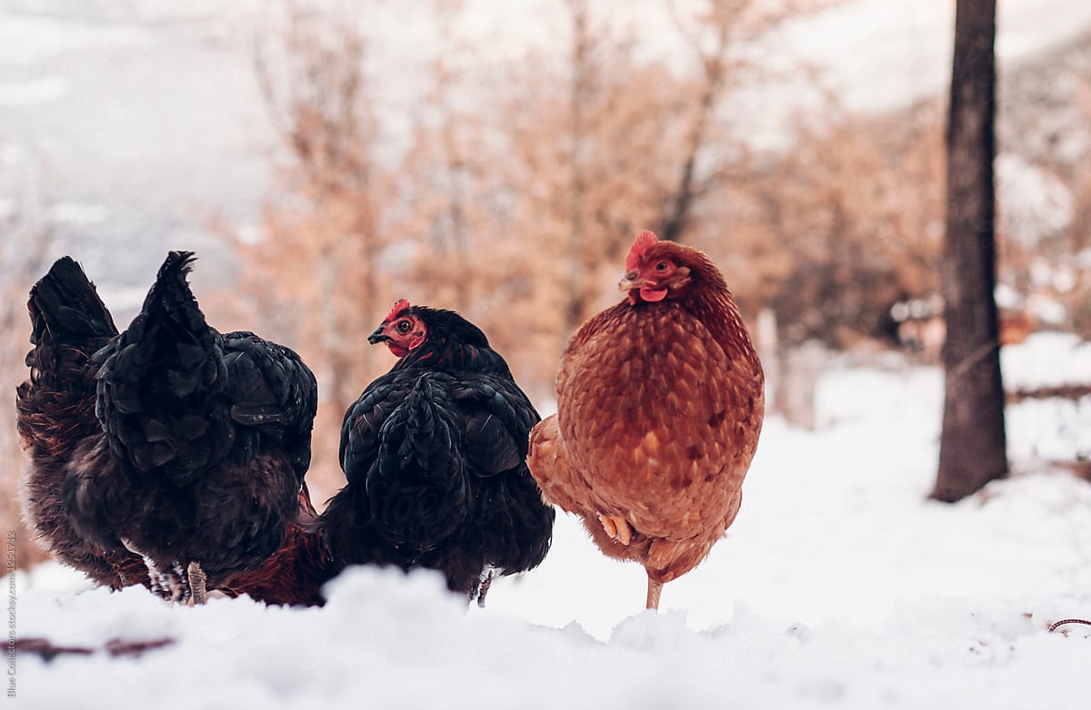Chickens in the winter snow