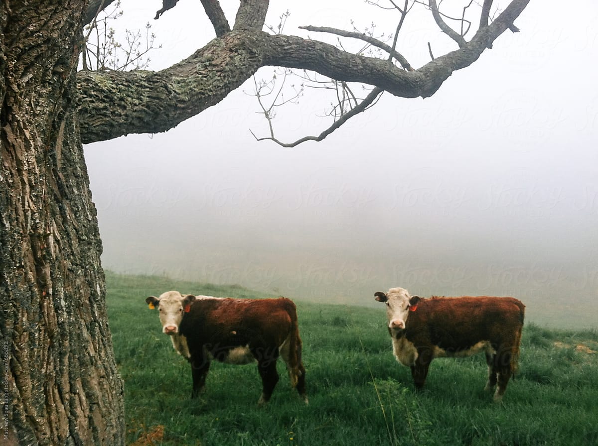 Two similar cows standing in misty farm pasture