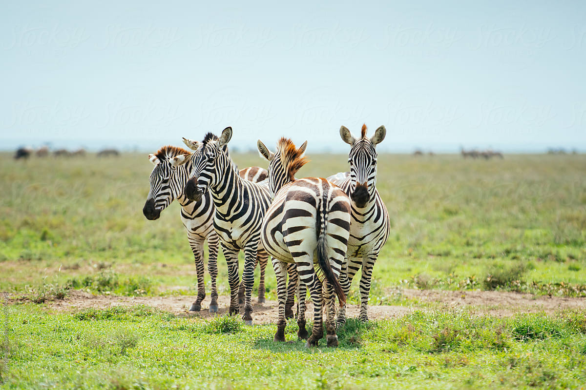Zebras on the Grassland Safari