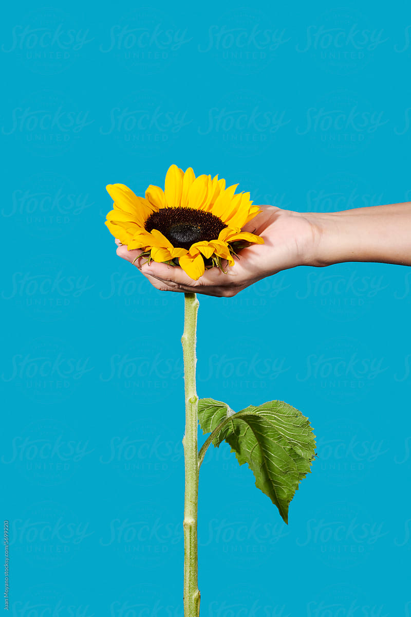 man with a sunflower in his hand