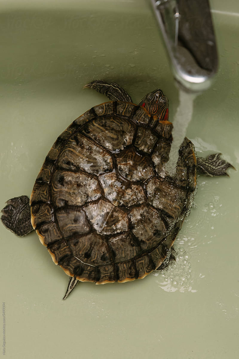 Washing the red-eared turtle in the sink