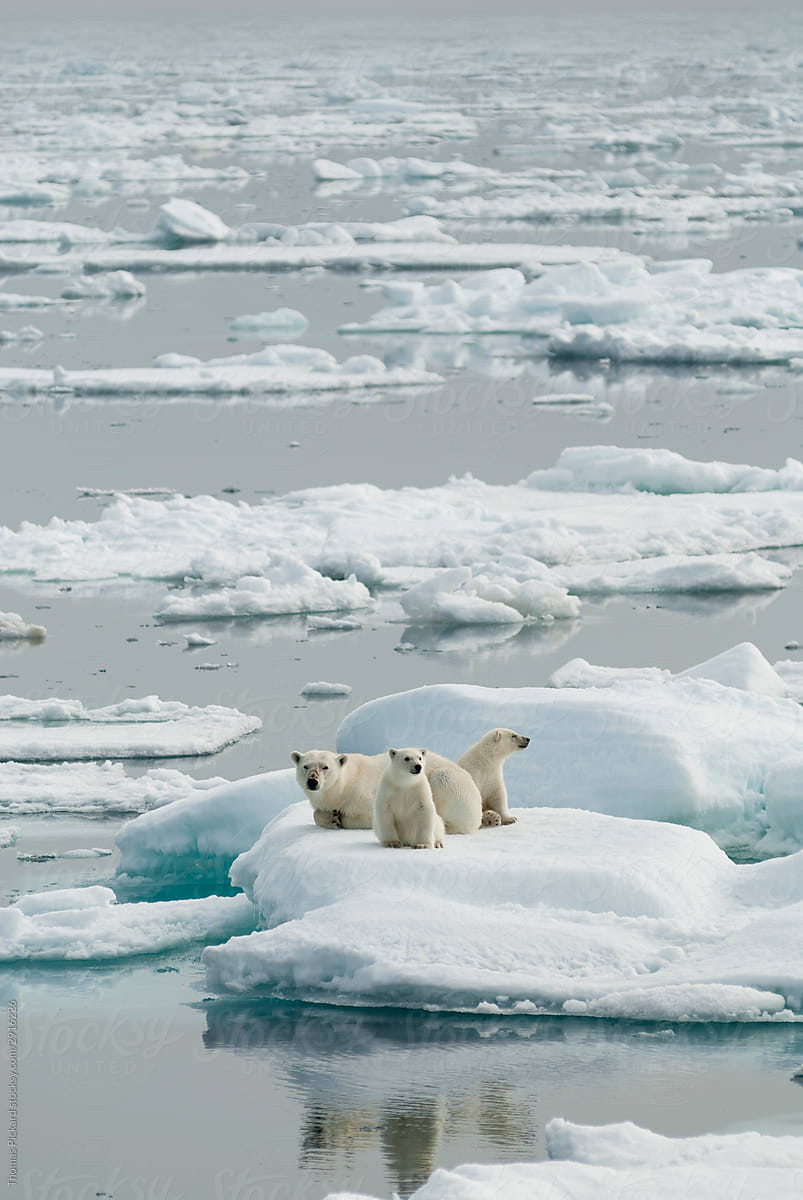 Polar bears on sea ice in misty conditions.