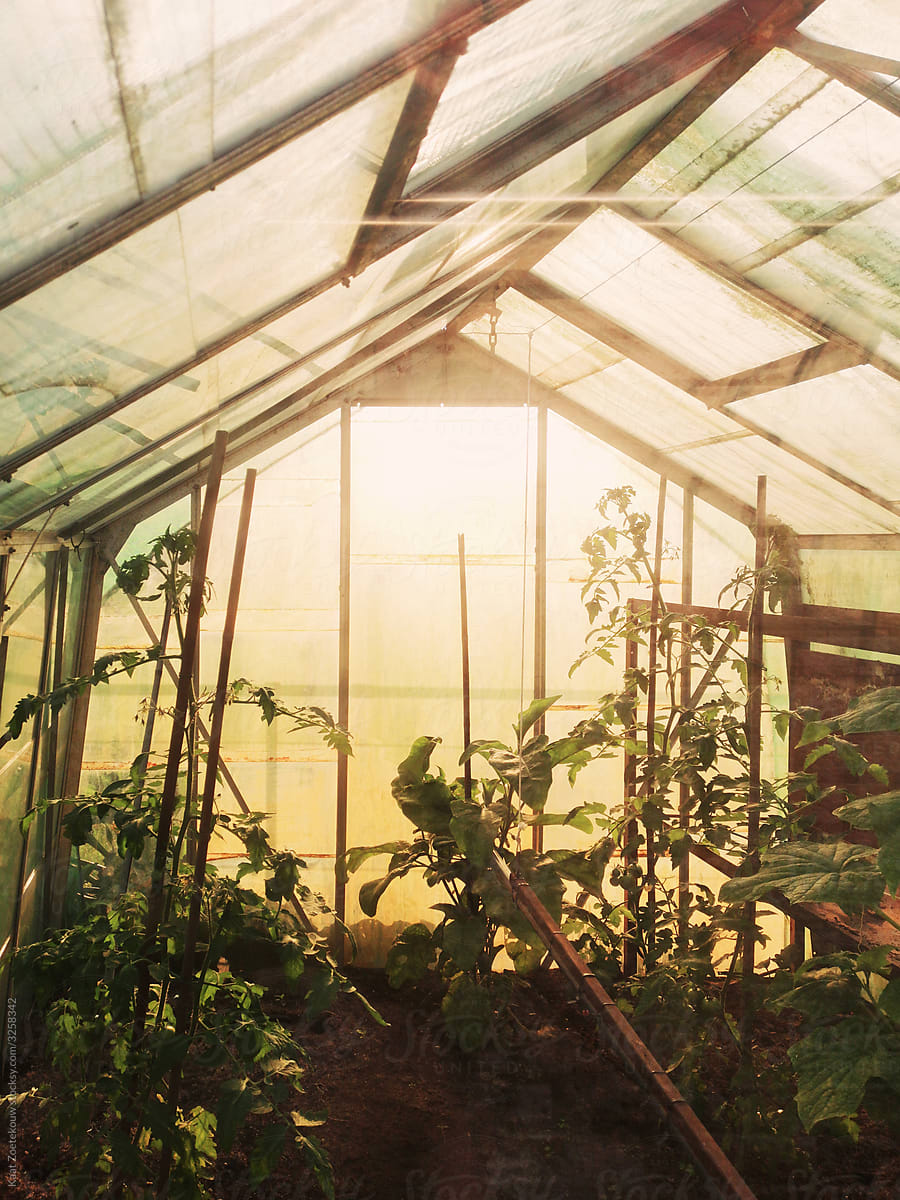 Greenhouse illuminated by low sunlight