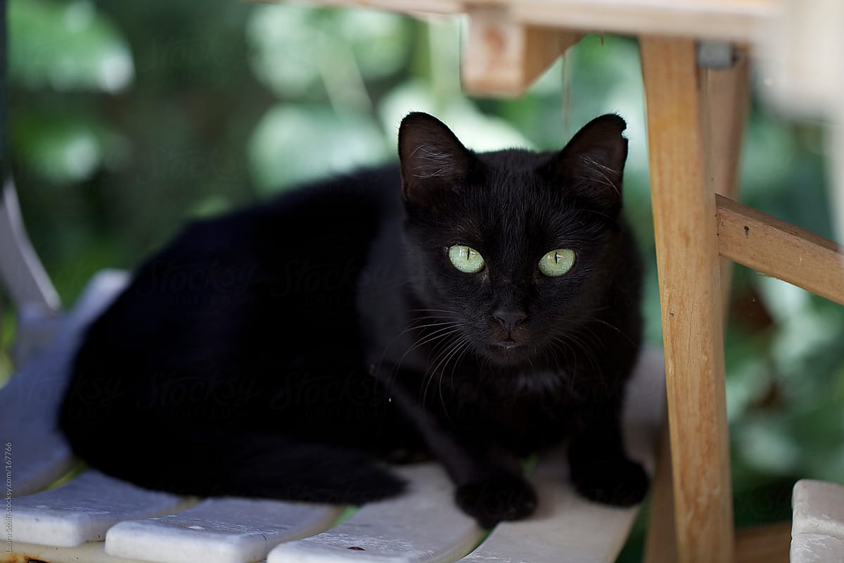 Black cat on garden chair