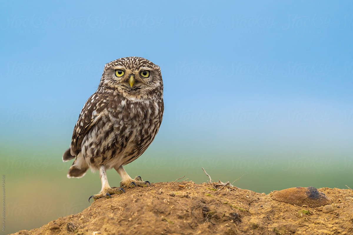 Beautiful Little Owl Perched On An Adobe Wall