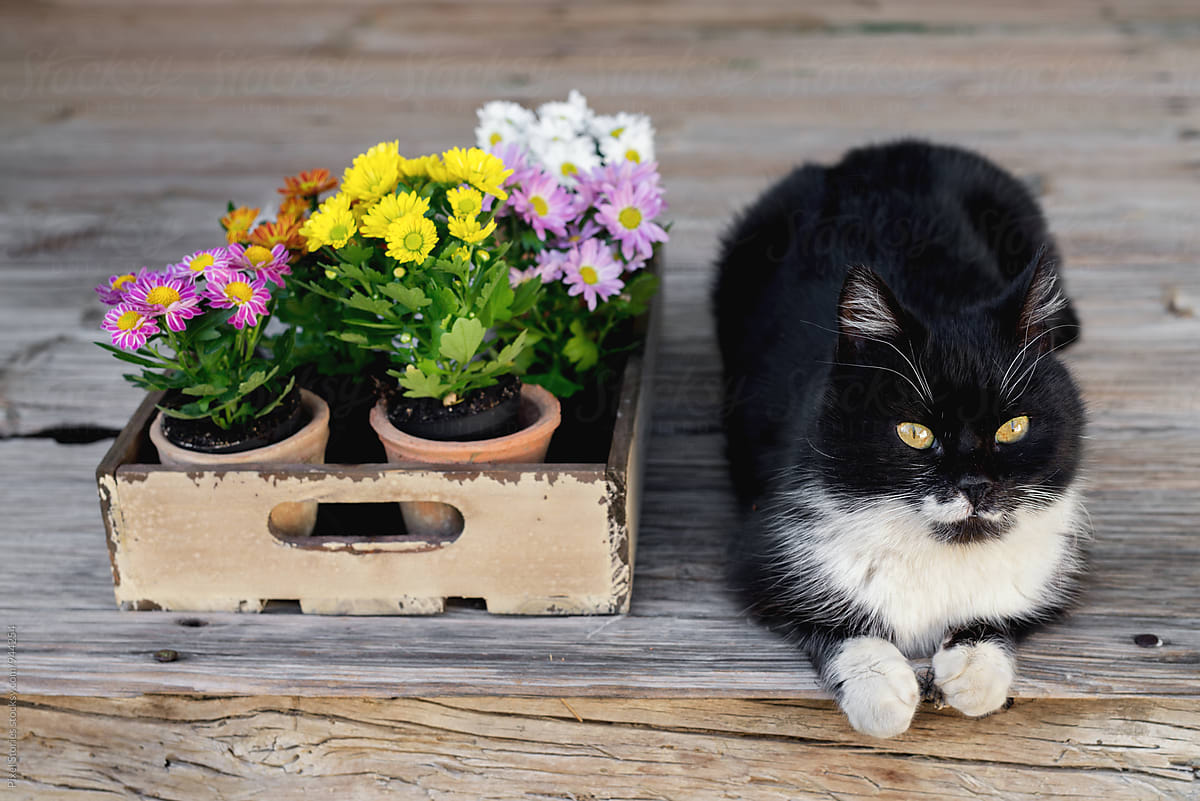 Cat next to crate full of flowers