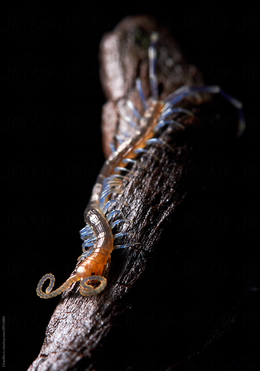 colseup of centipede