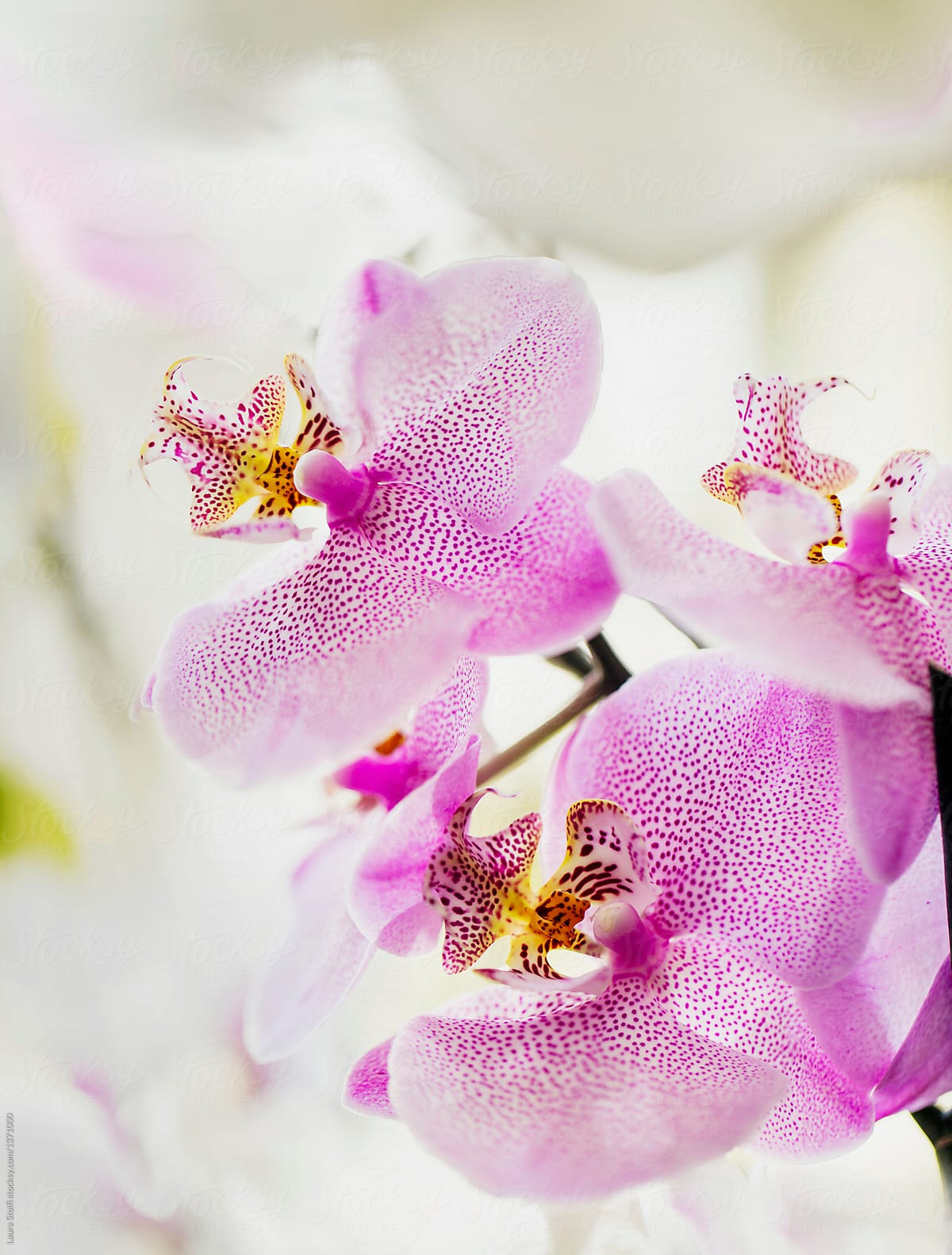 White and fuchsia orchids in flower
