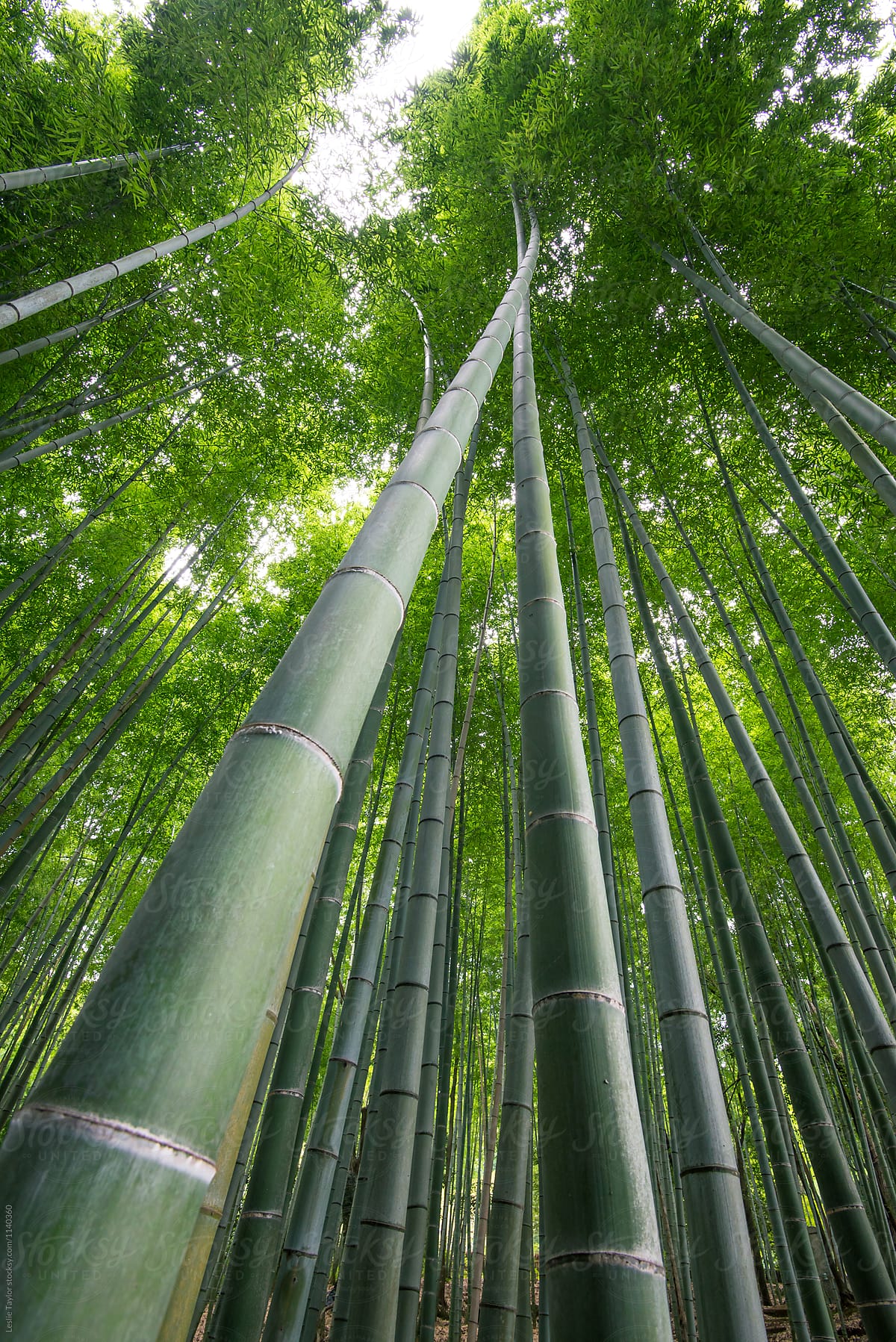 Towering Bamboo Shoots