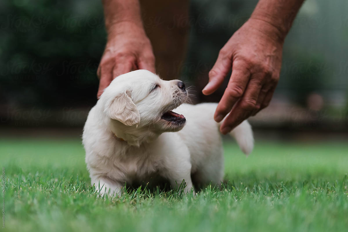 4 week old puppy being scratched
