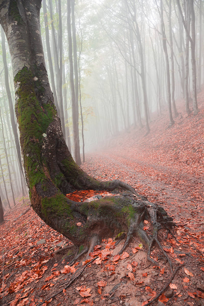 Tree with big roots in autumn forest.