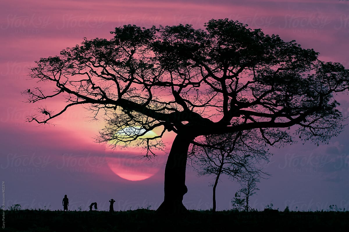 Three people dance beneath a silhouette of a tree as the sun sets