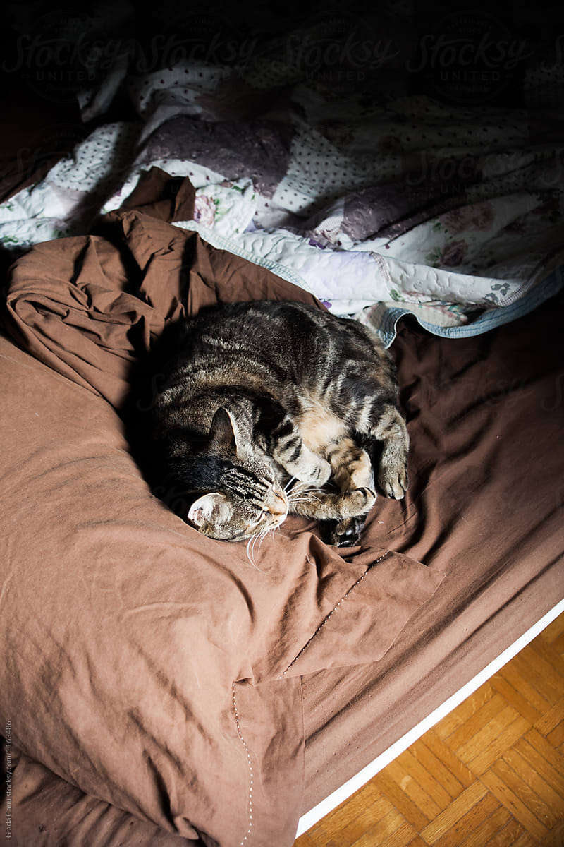 Cat sleeping in a bed