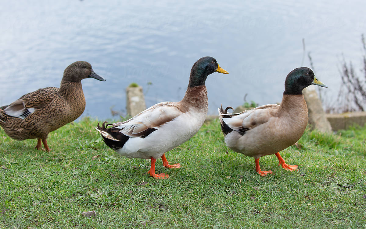 Hybrid ducks known as manky mallards.