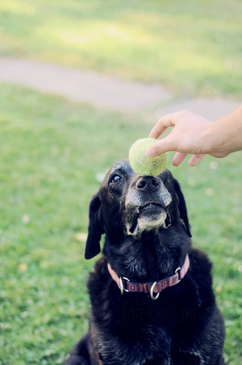 A dog balancing a tennis ball on her head