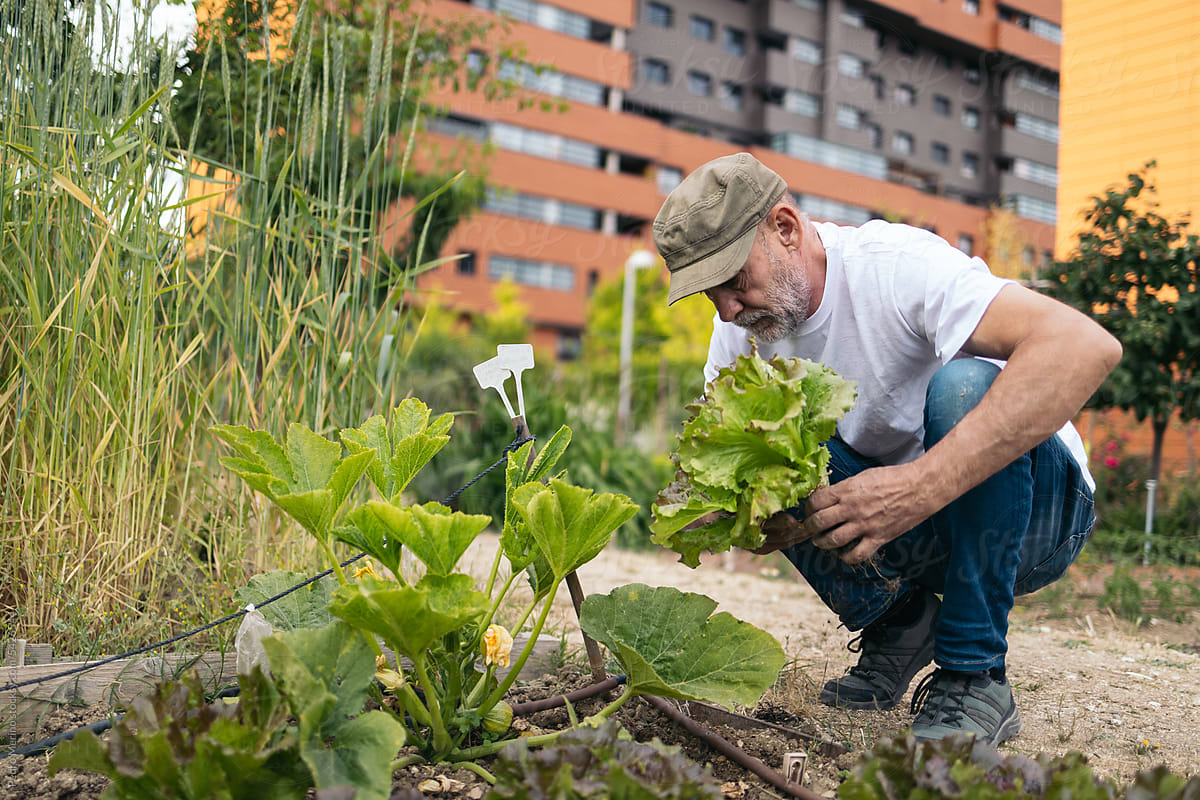 Mature man working in an urban orchard