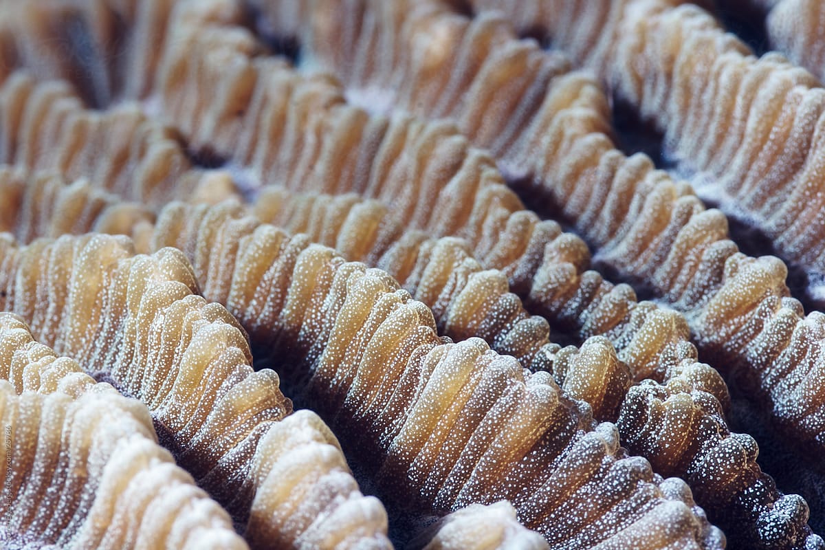 Hard coral formation closeup underwater on the reef in Malaysia