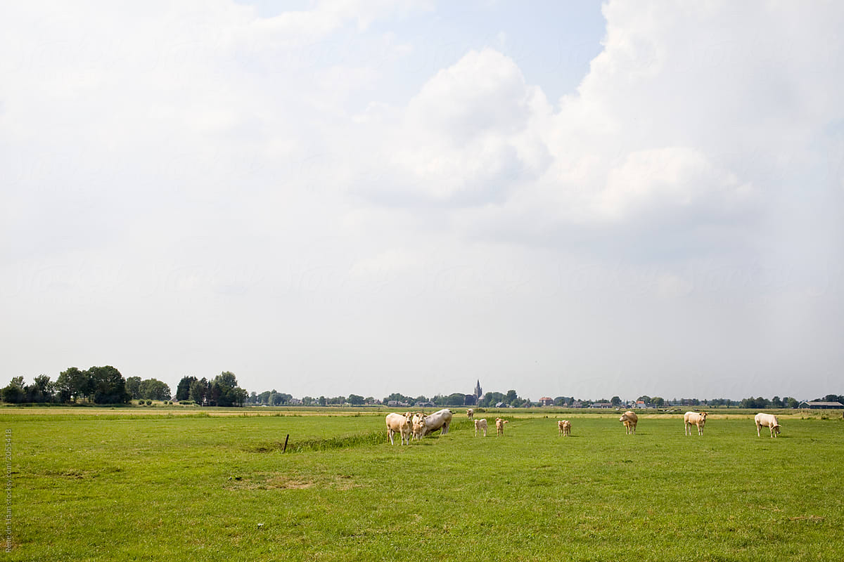 typical Dutch landscape