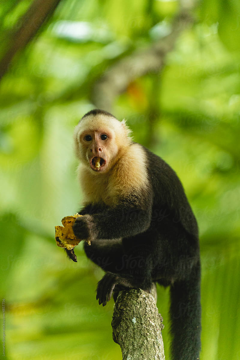 Monkey Cebus capucinus looking at the camera