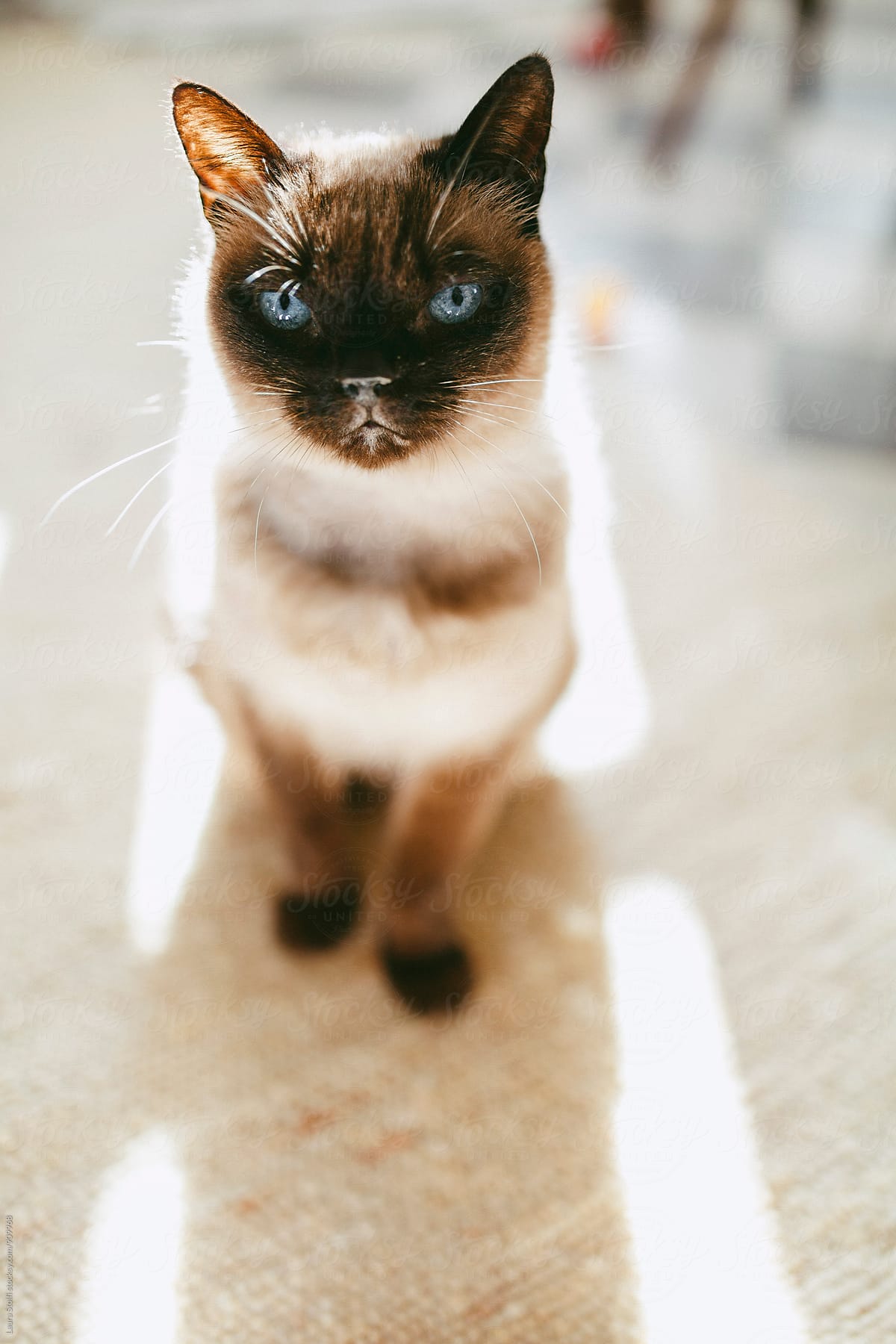 Siamese cat sits between sunrays on carpet and looks straight at the camera