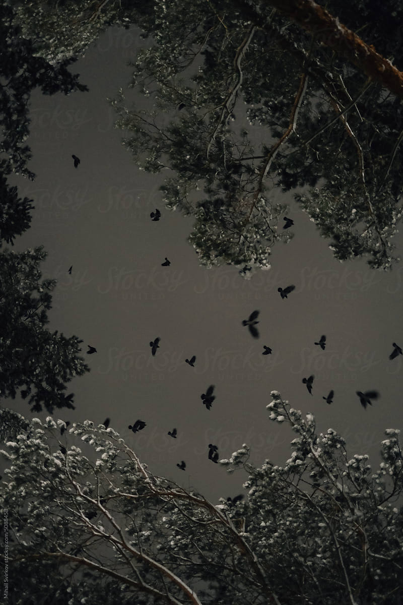 Birds flying between the trees at night in the winter forest