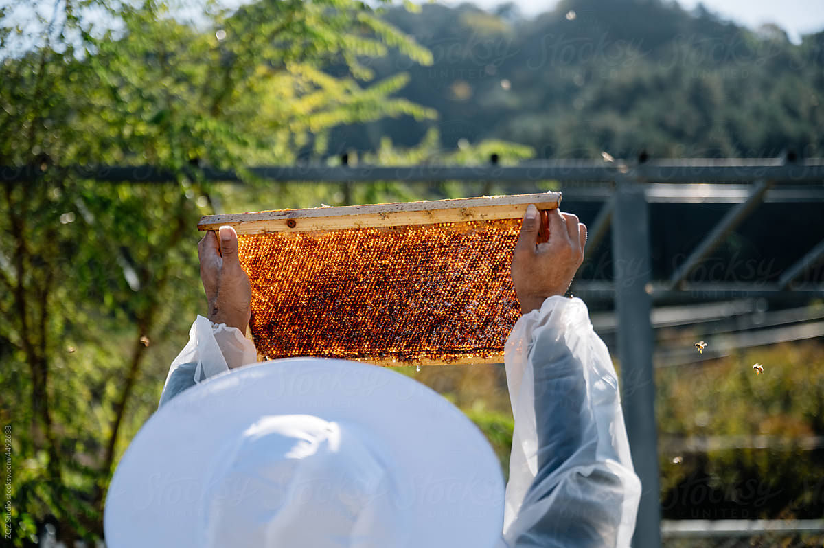 The beekeeper works in the apiary