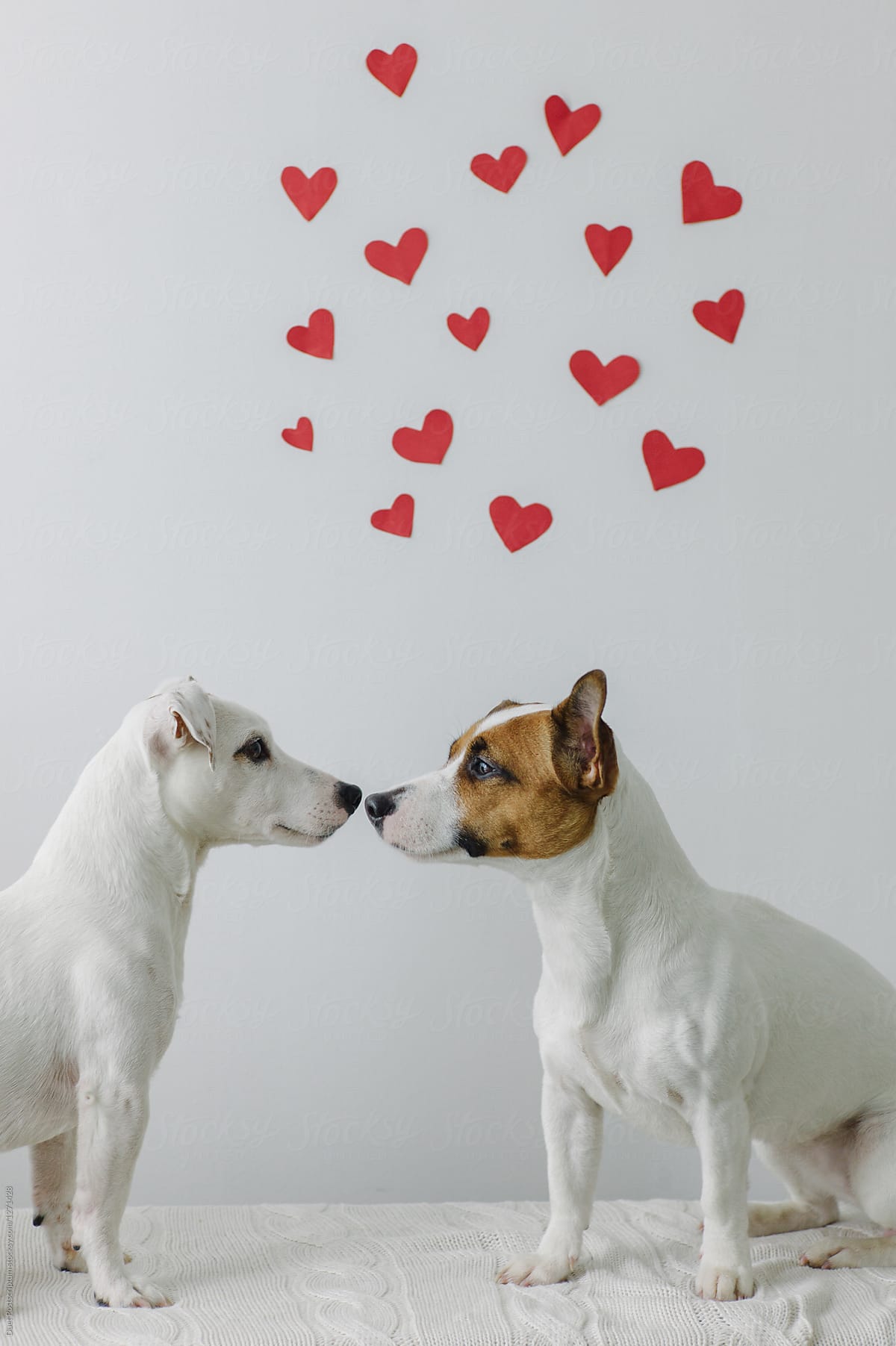 Two cute dogs in love
