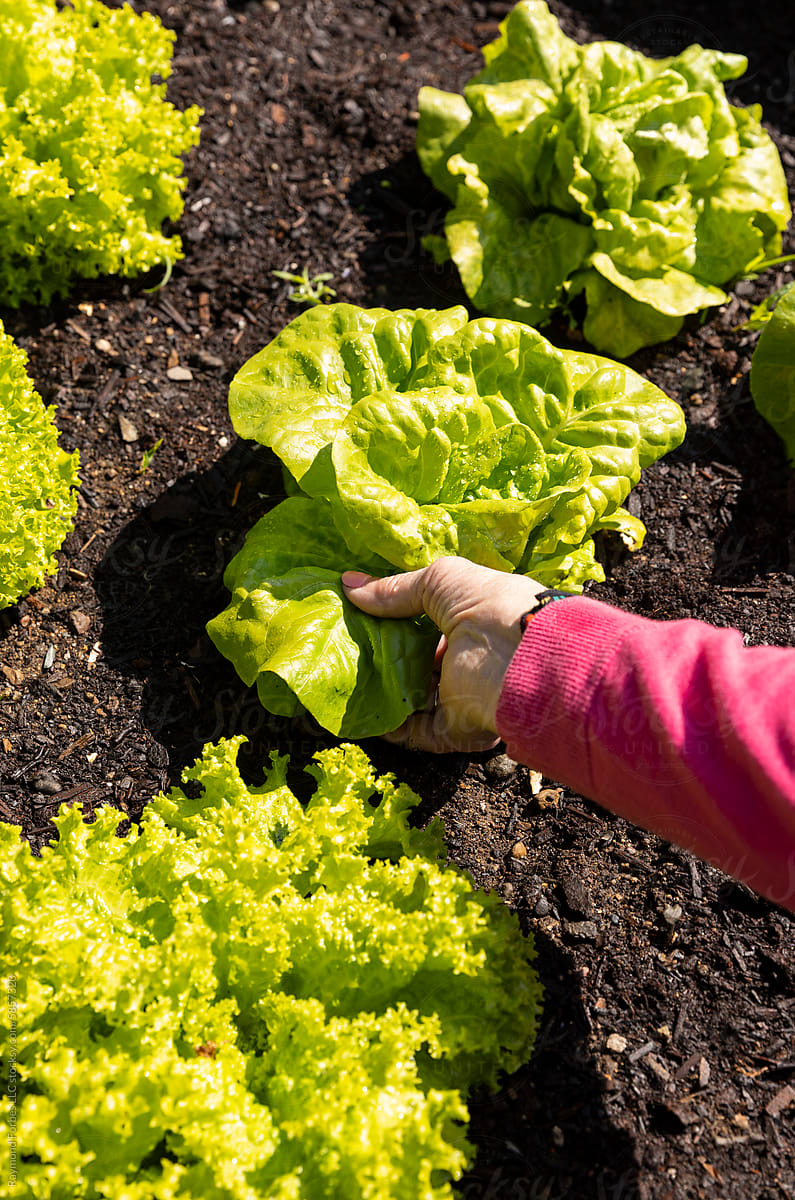 Organic lettuce garden hand pick