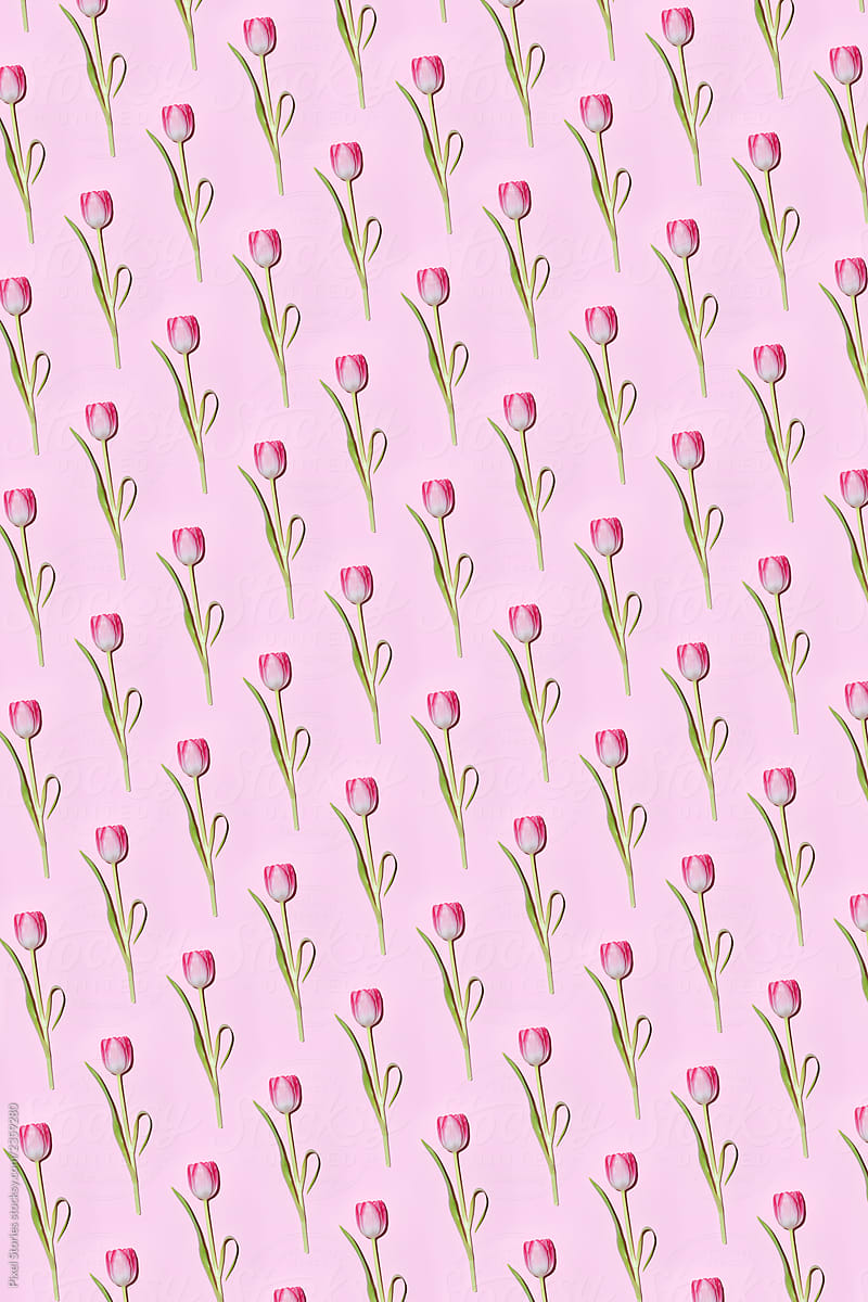 Tulip  flowers background