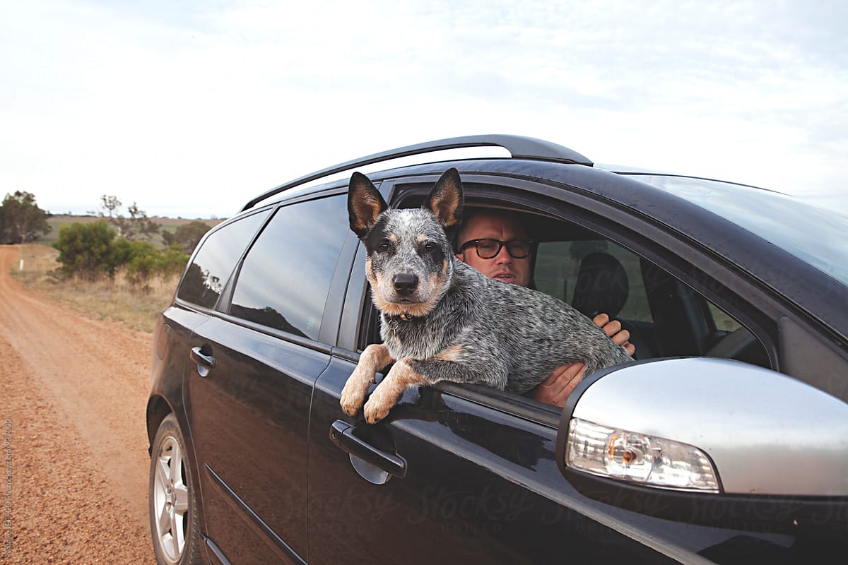 A young Australian blue heeler dog  with her head out of the car window