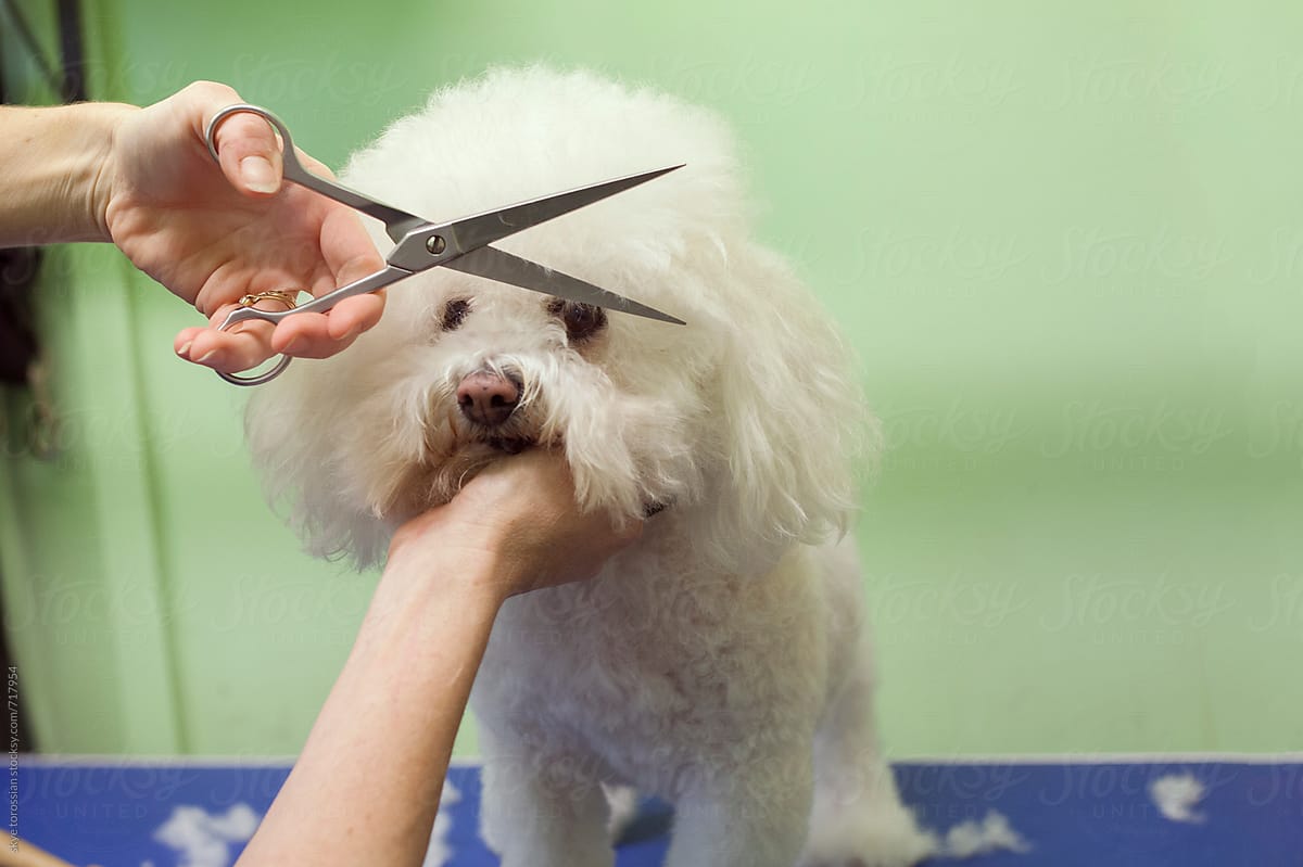 Dog getting a haircut