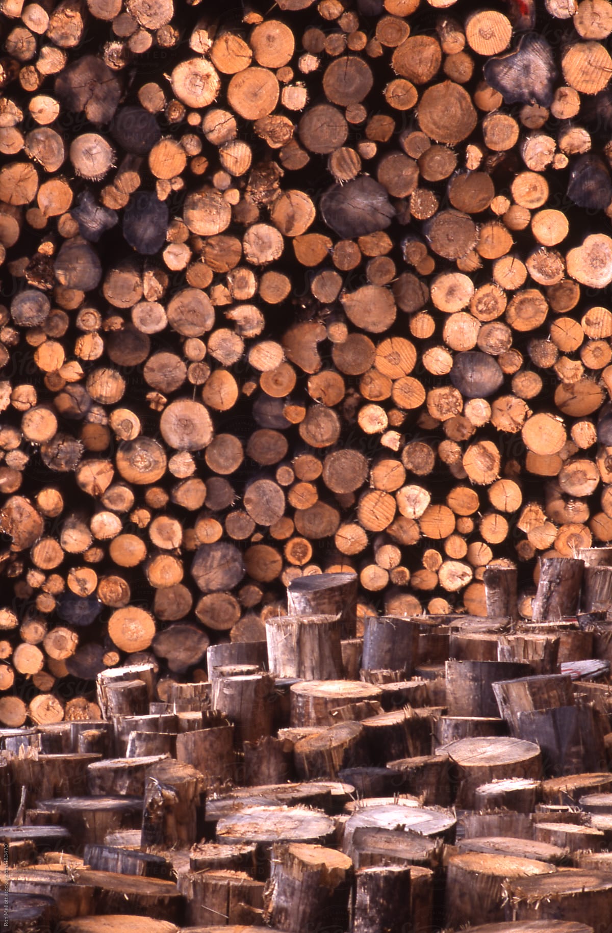 timber trees stacked in a lumber yard awaiting processing