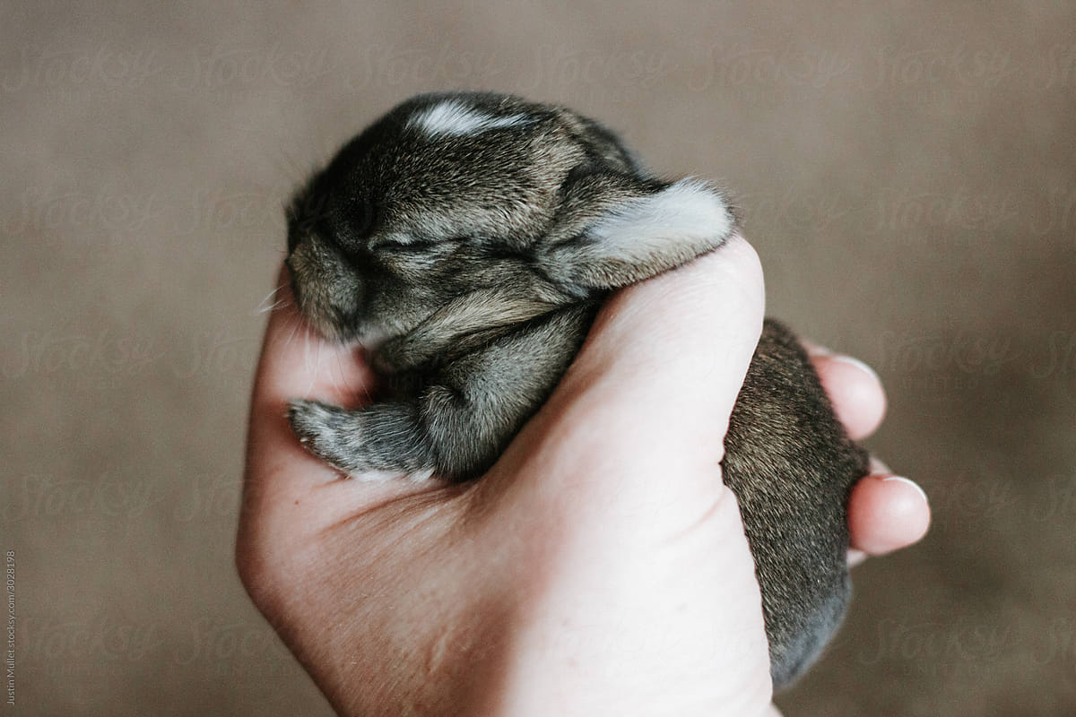 Loving A Tiny Bunny