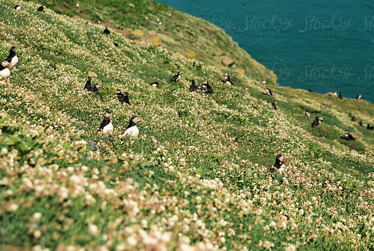 Puffins and wildflowers on the welsh coast