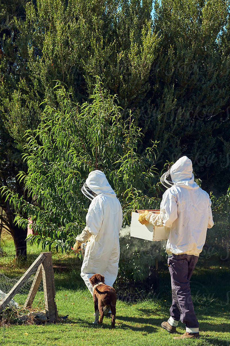 Beekeepers in protective bee suits