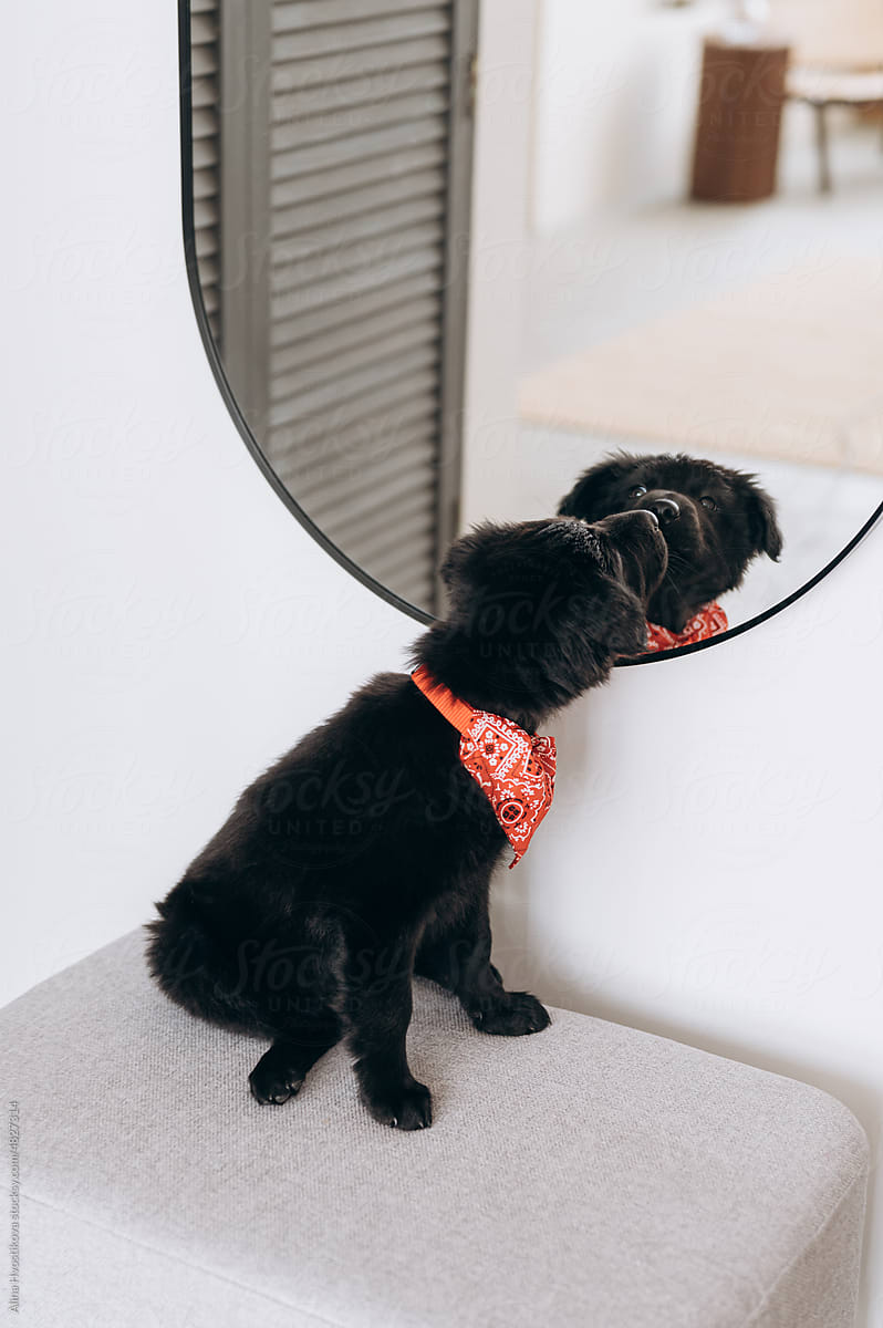 Black puppy sniffing reflection in mirror