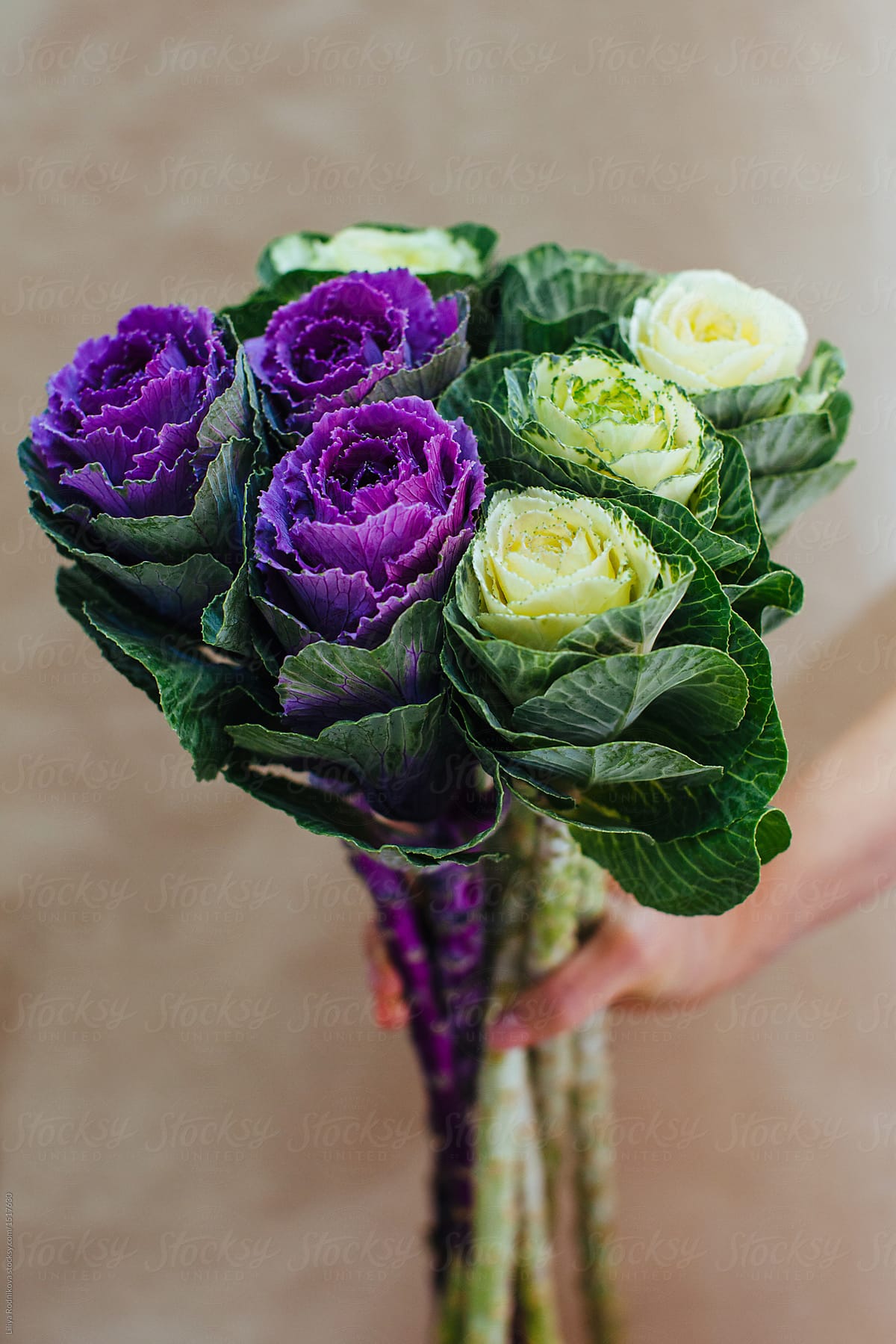 Closeup view of hand holding ornamental cabbage