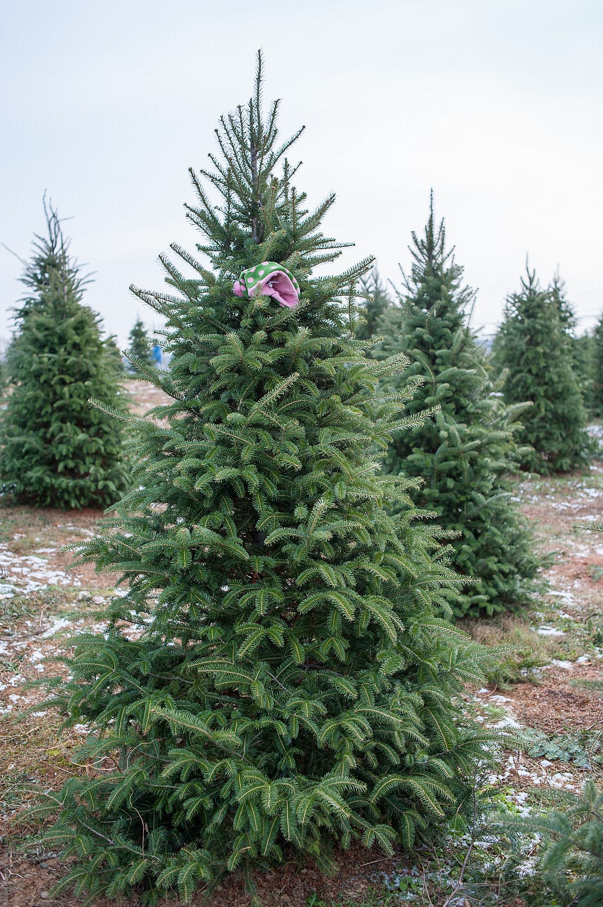 Christmas Tree Hunting: Tree Marked with a Winter Cap
