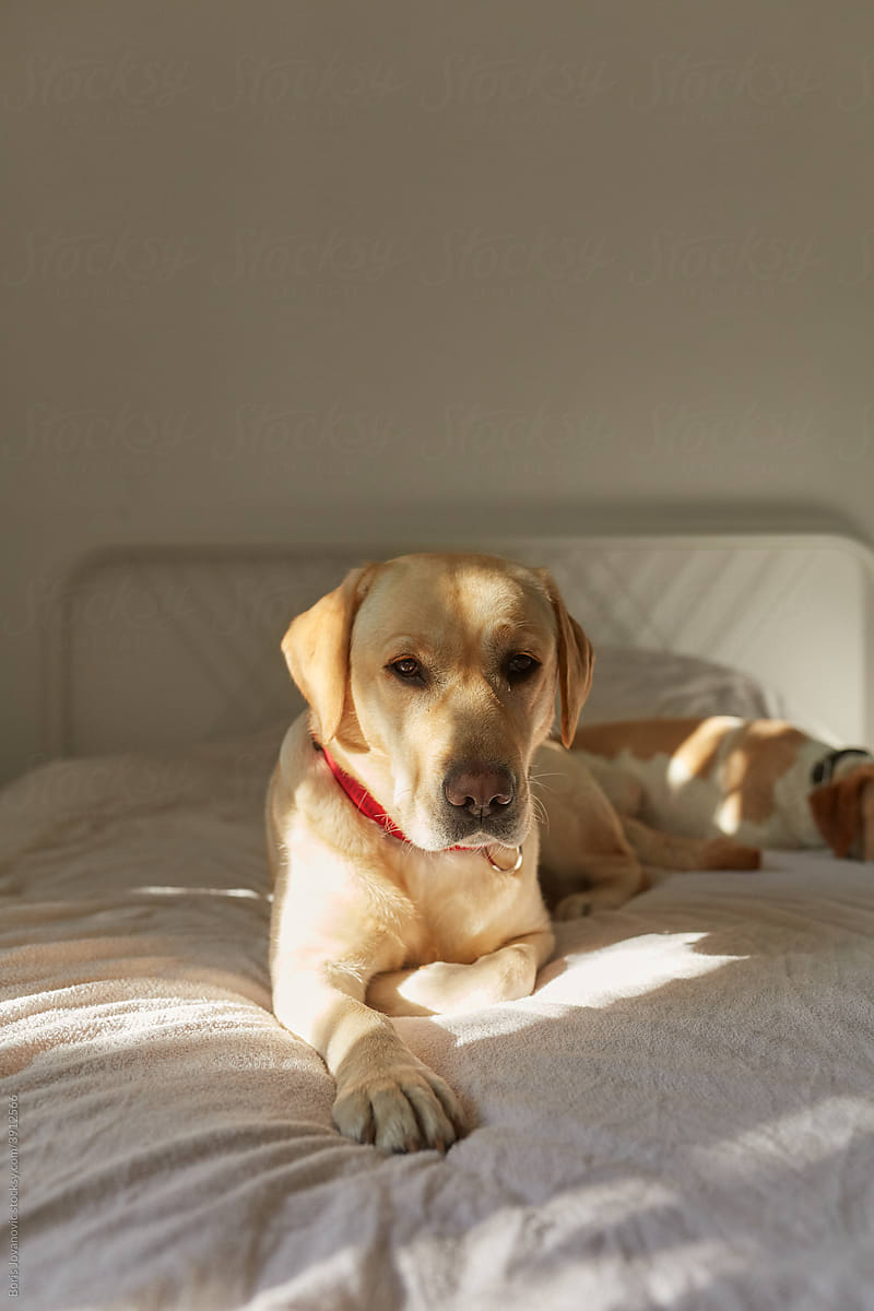 Dog On The Bed
