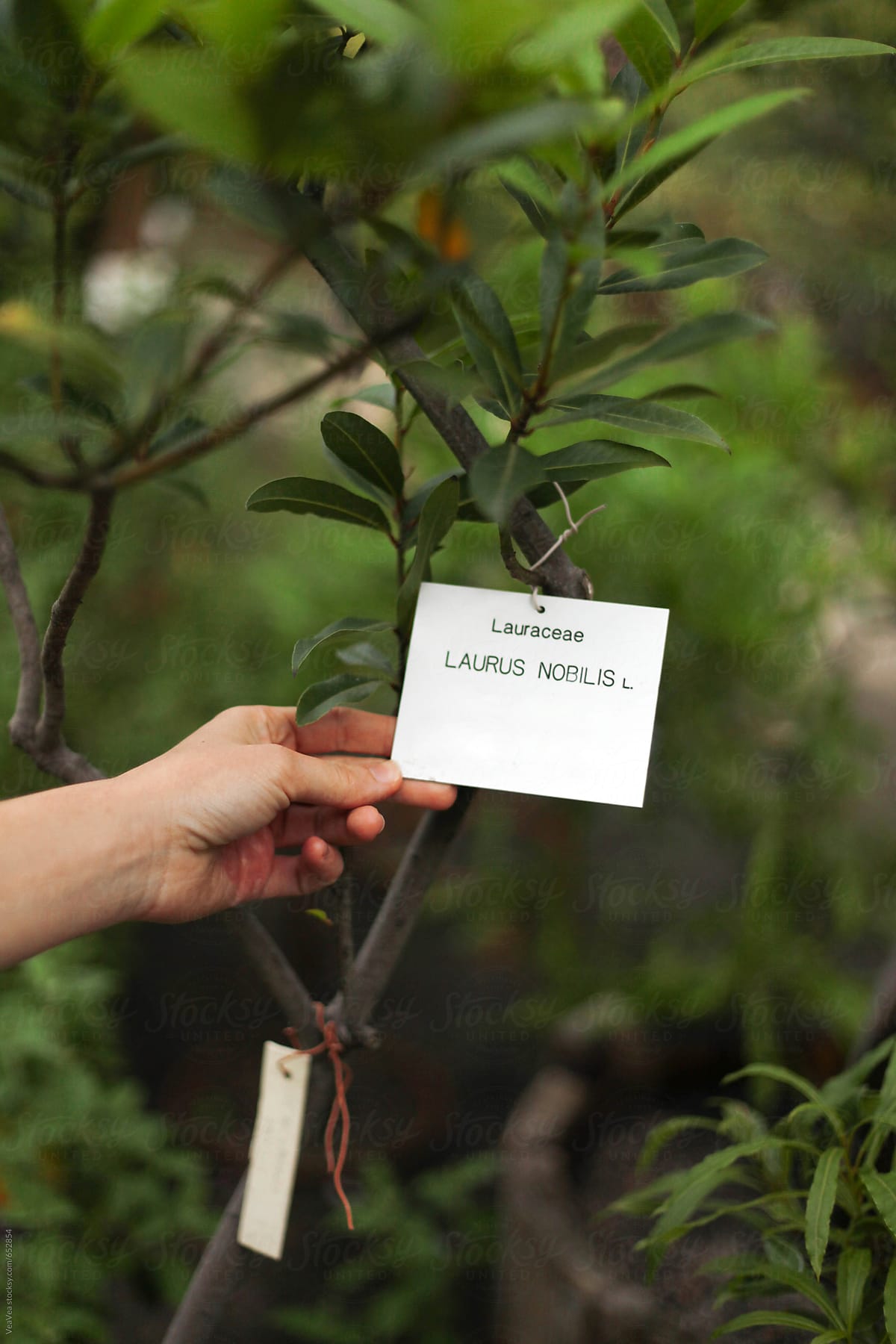 Female hand holding a note with a plant name on it