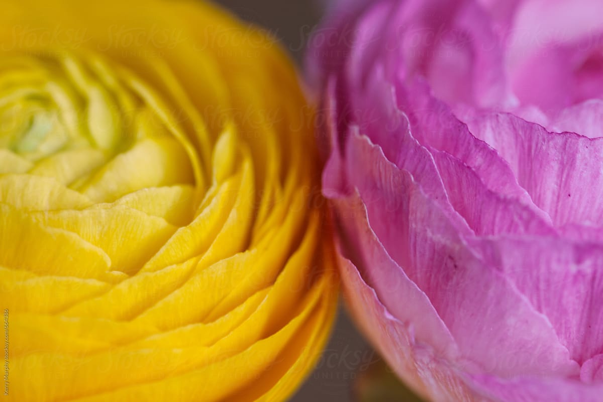 Macro of two pink and yellow ranunculus flowers