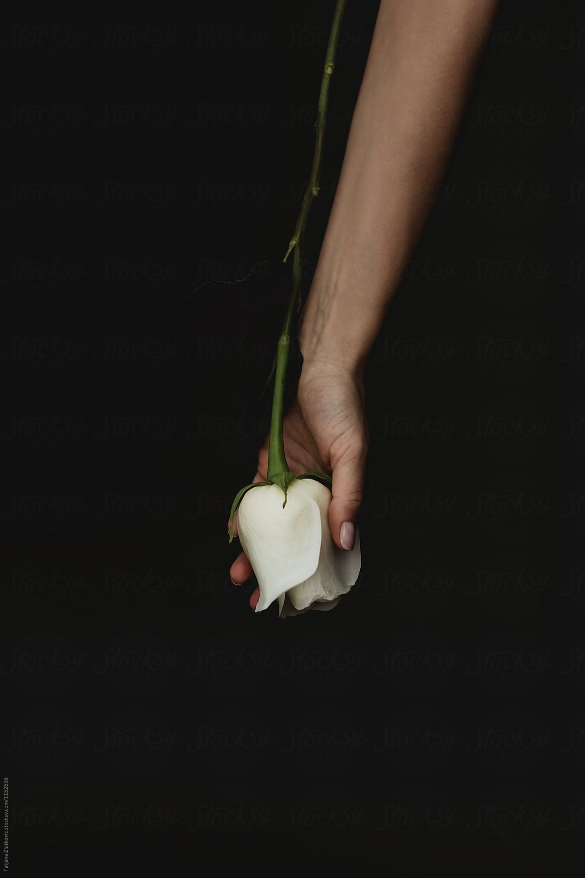 Hand with a rose