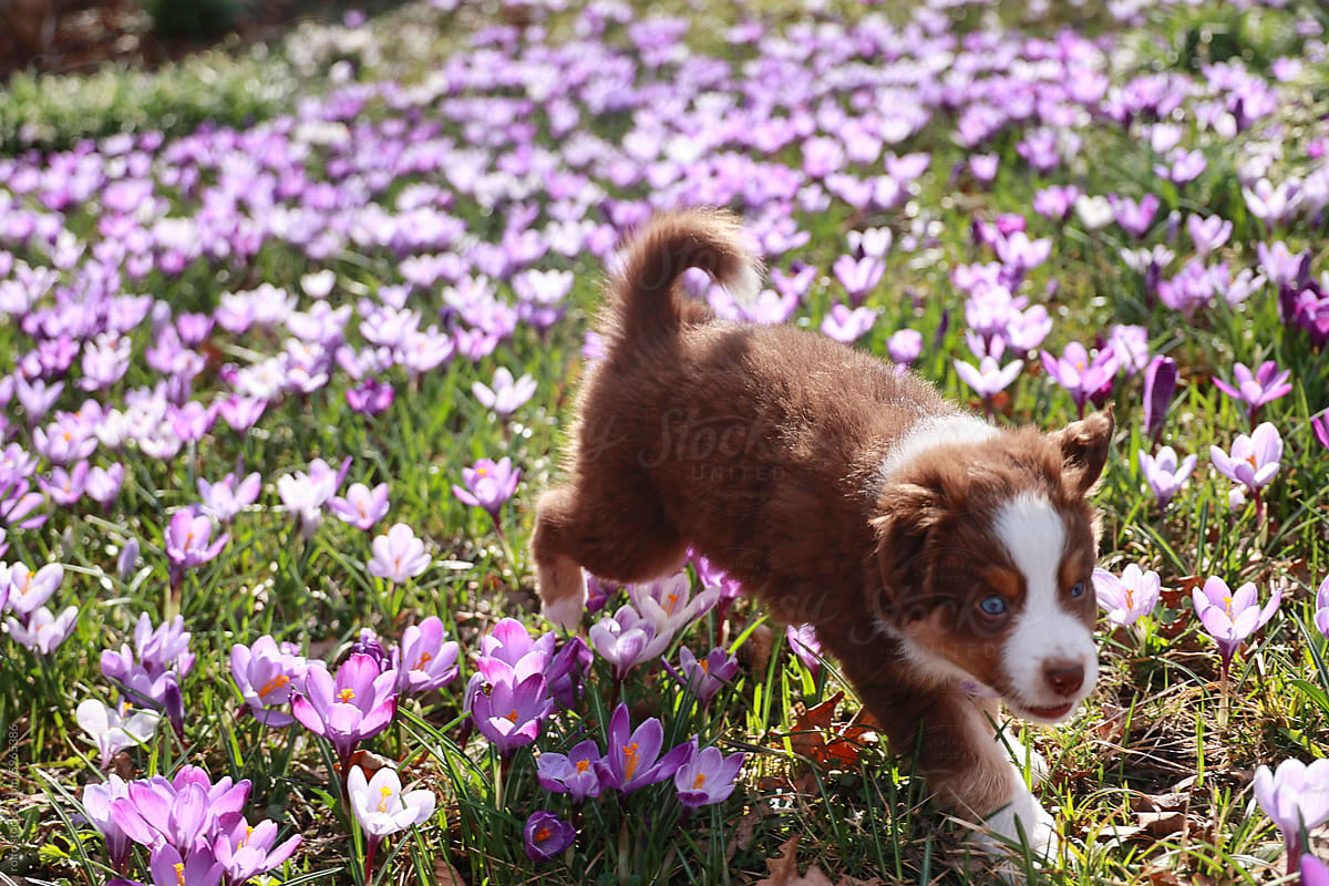 A brown and white dog is running through a field of purple flowers