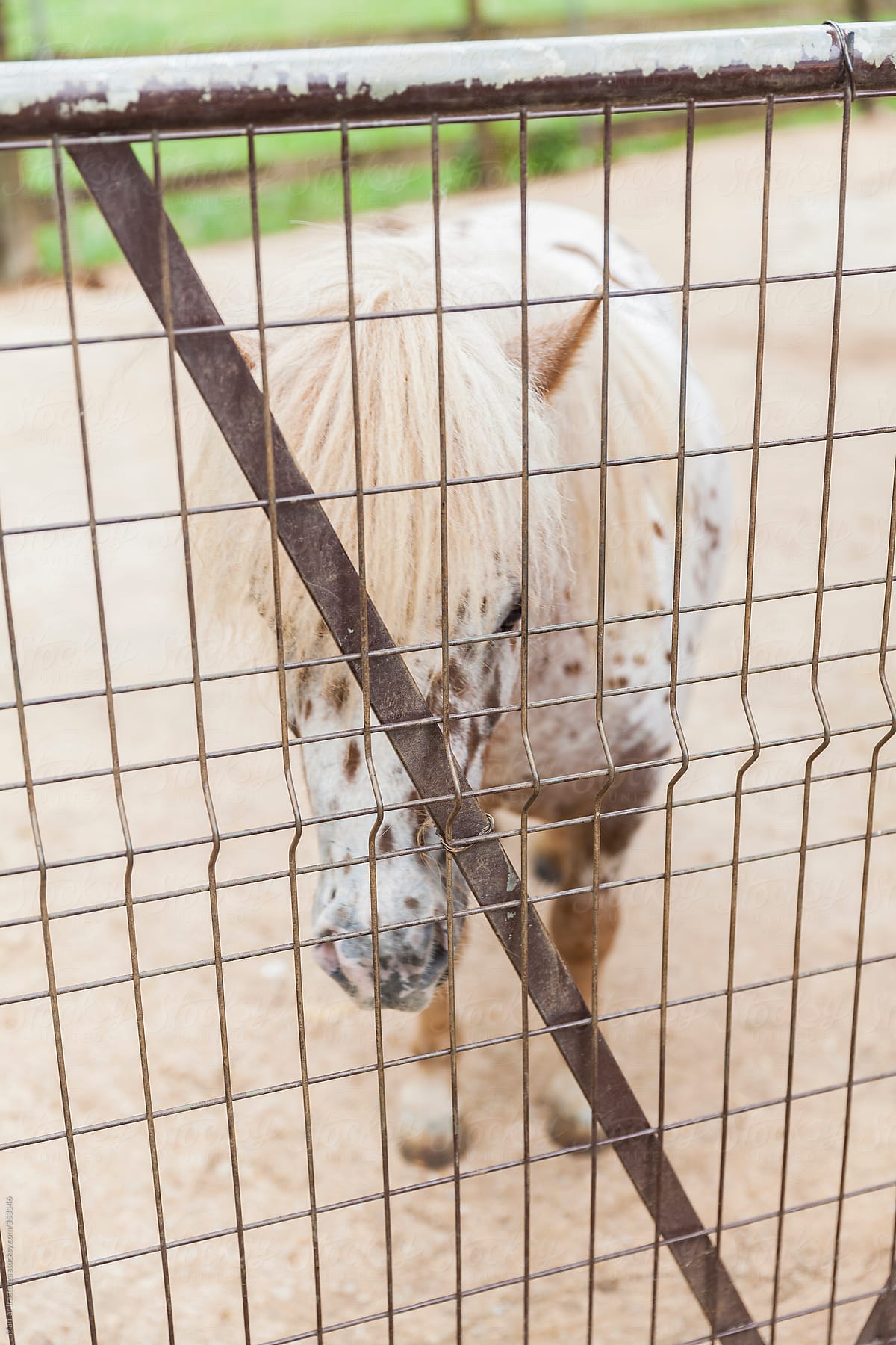 Sad pony behind a metal fence