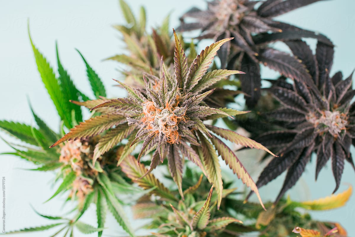 group of marijuana plant cuttings on pastel blue background