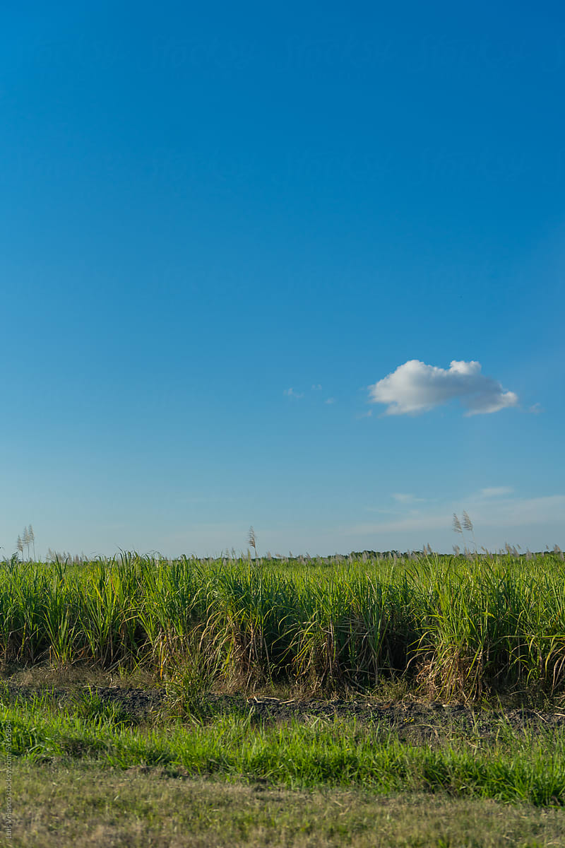 Sugar Cane Field.