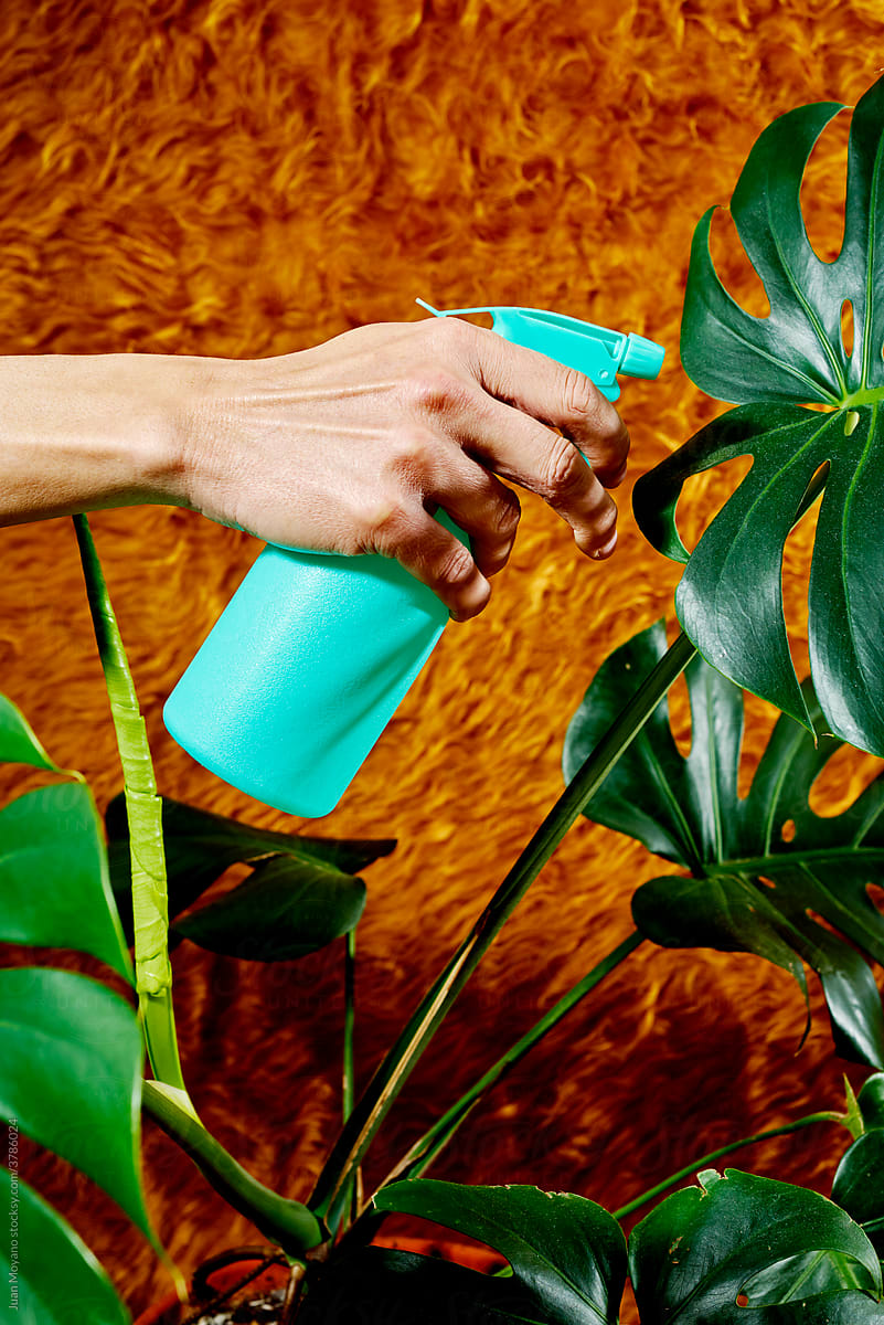 man sprays water on a Monstera deliciosa plant