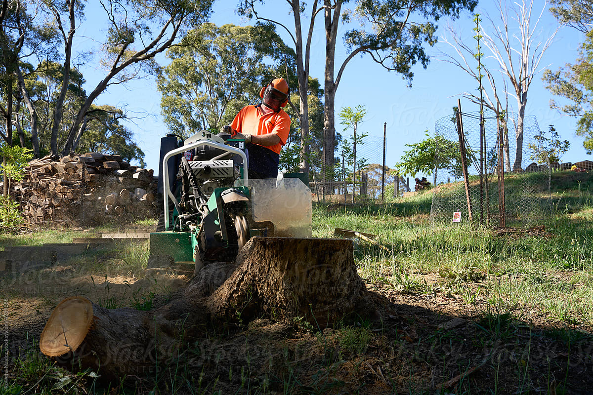 Large tree stump being ground with machine