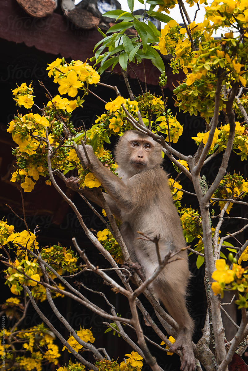Vertical photo of a monkey on top of a tree