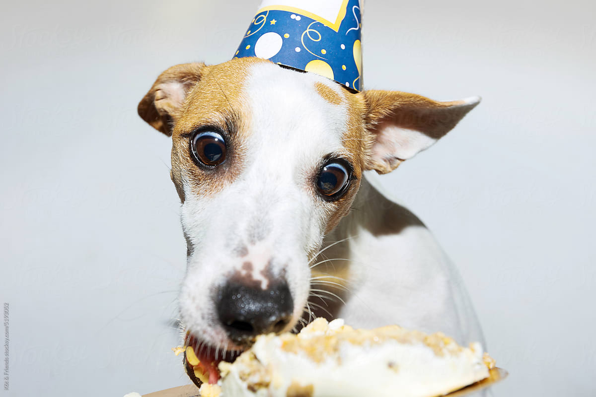 Excited Dog Eating A Birthday Cake